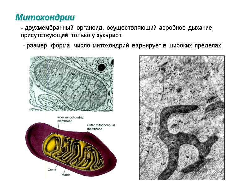 Митохондрии - двухмембранный органоид, осуществляющий аэробное дыхание, присутствующий только у эукариот.  - размер,